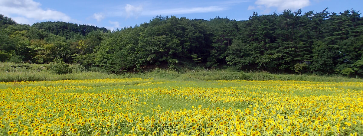 復興に咲くヒマワリ