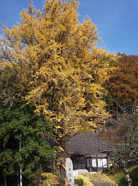 常念寺のイチョウの画像