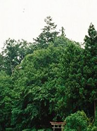 稲荷神社の社叢の画像