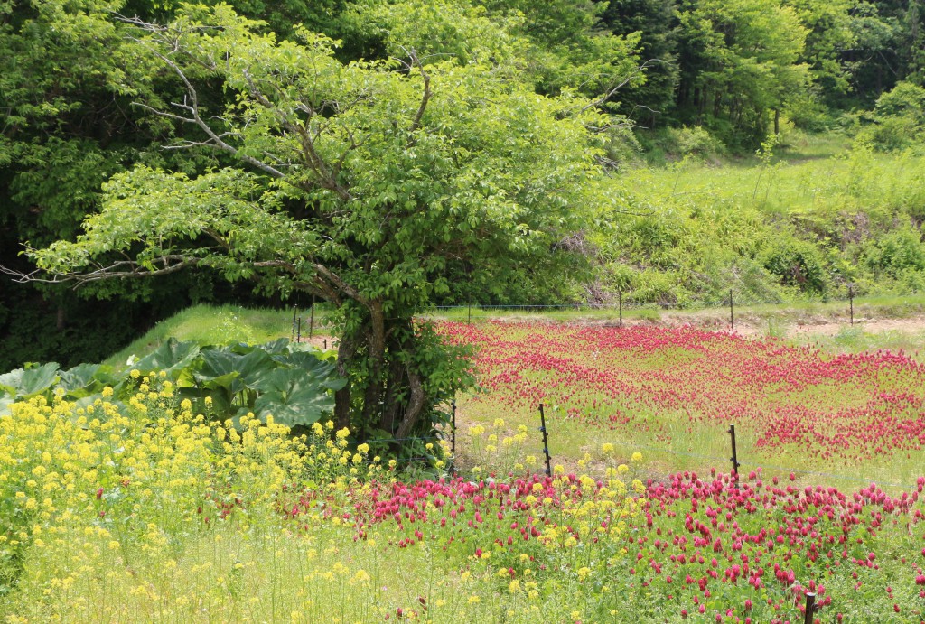 高橋さんの自宅前花畑のようす画像