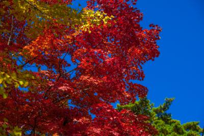 宮本先生が撮影した紅葉の写真